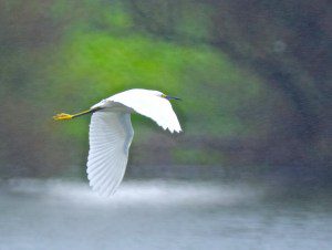 snowy-egret