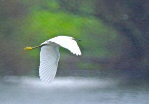 snowy-egret